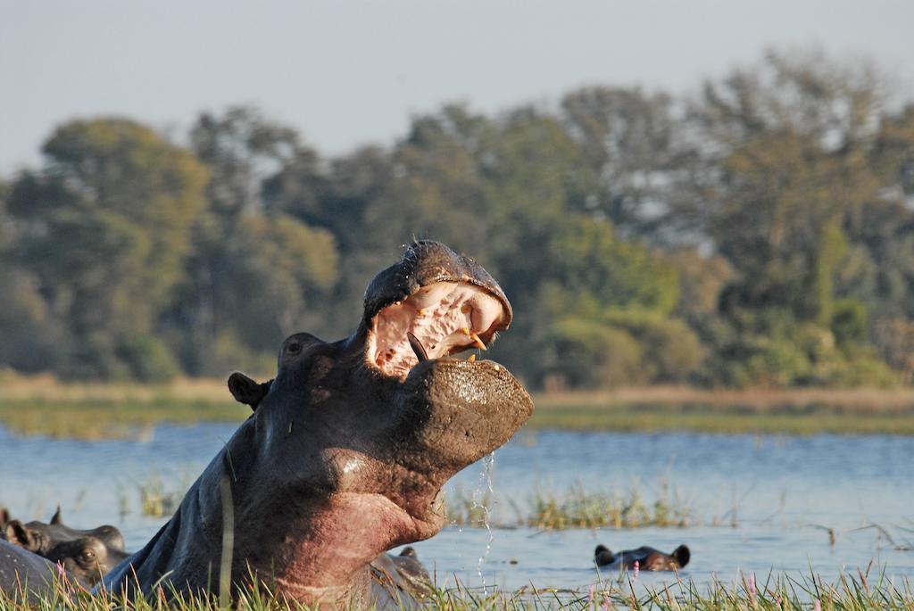 Divava Okavango Resort & Spa Bagani Экстерьер фото